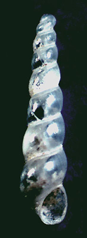 Ebala da identificare